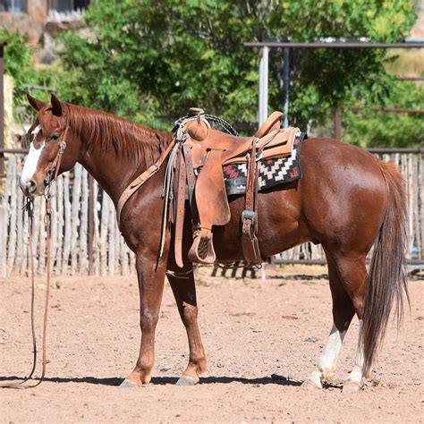 northeast texas horse sale